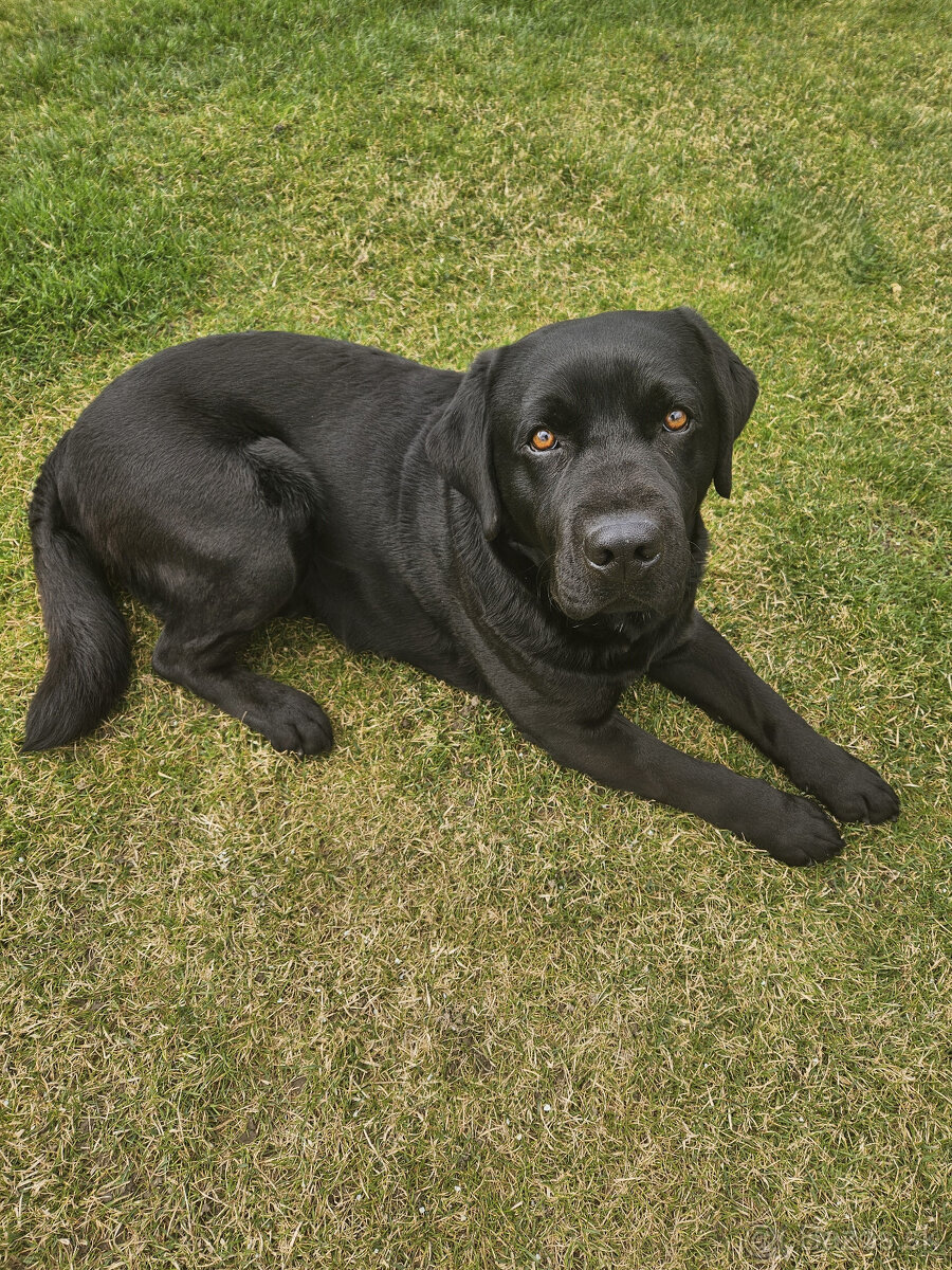 Labrador