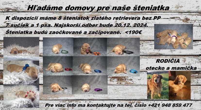 Zlatý Retriever-šteniatka