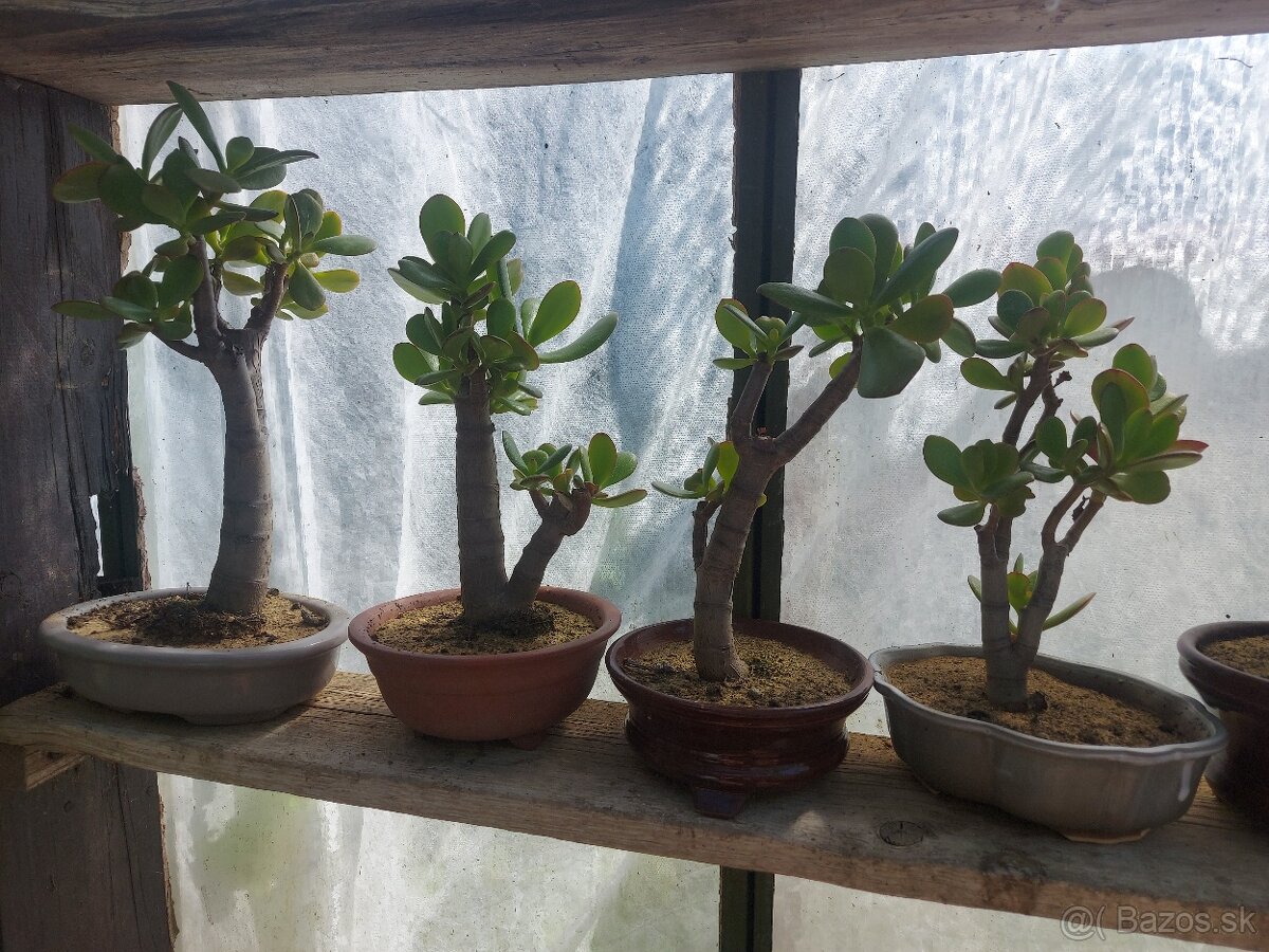 Bonsai Crassula ovata