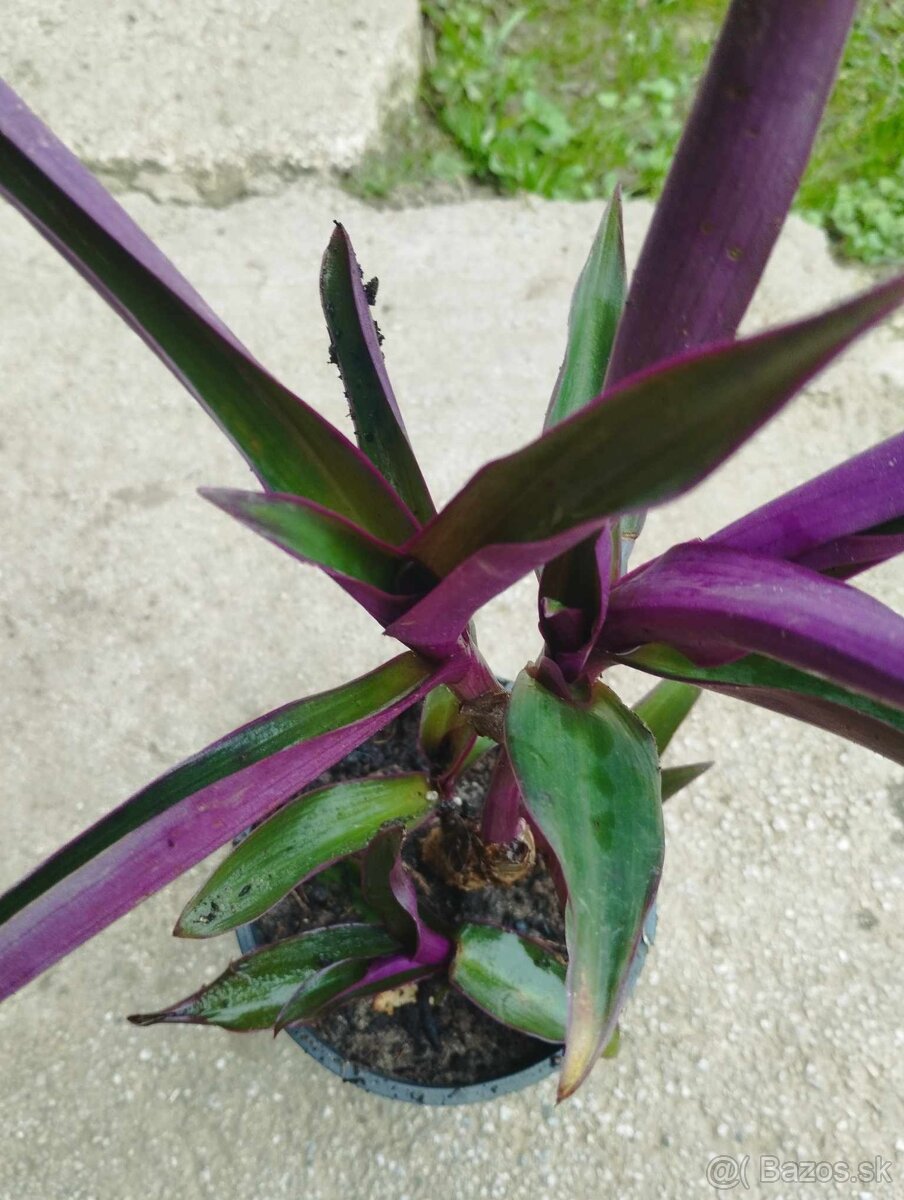 Ponúkam rastlinu - Tradescantia spathacea