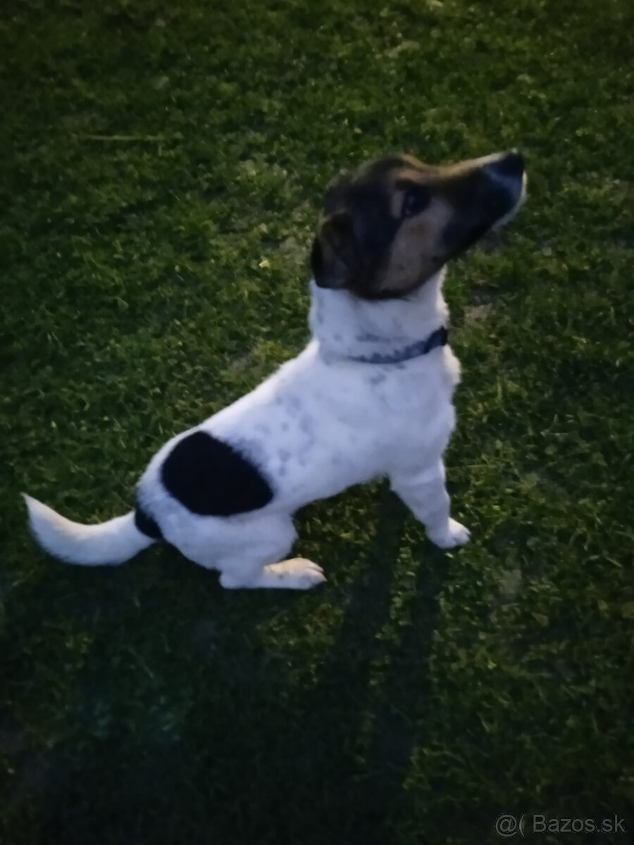 Jack Russell teriér