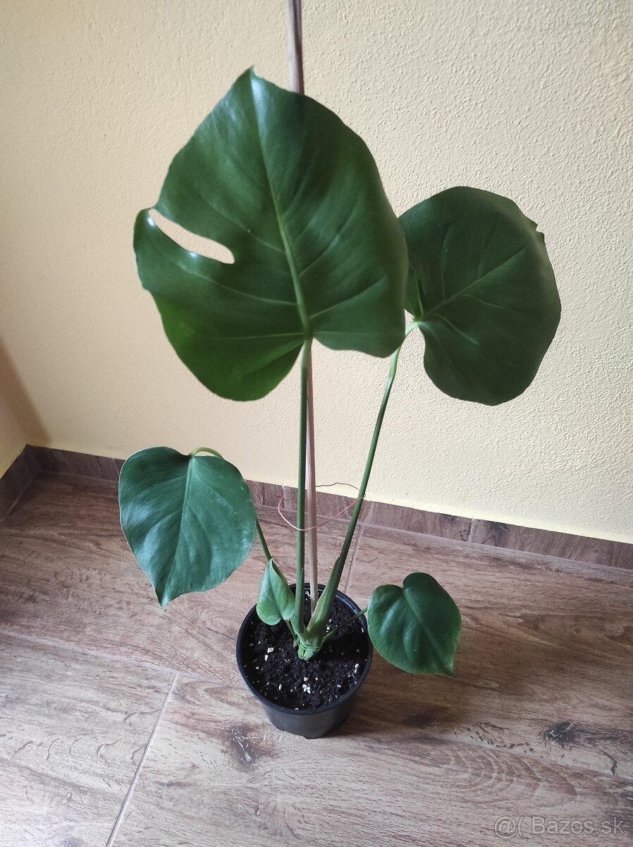 MONSTERA DELICIOSA