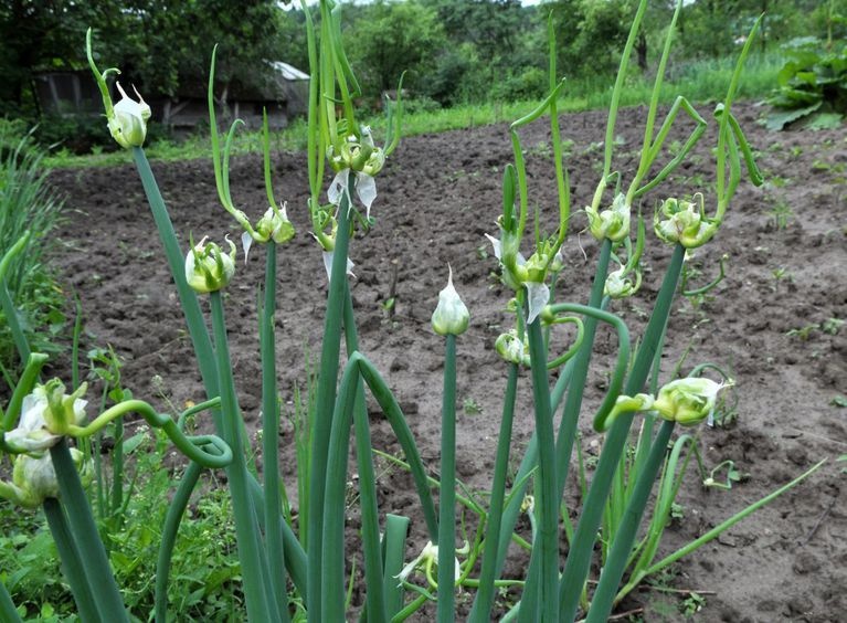 Cibula sibirska