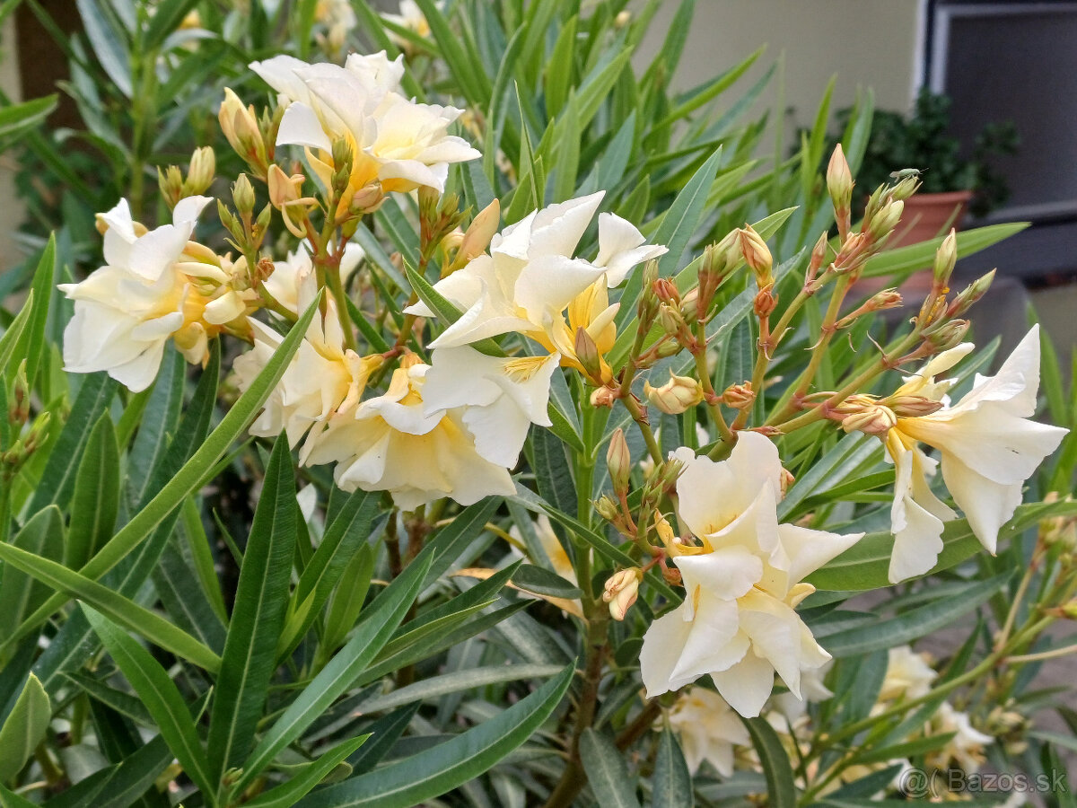 Oleander - oleandre