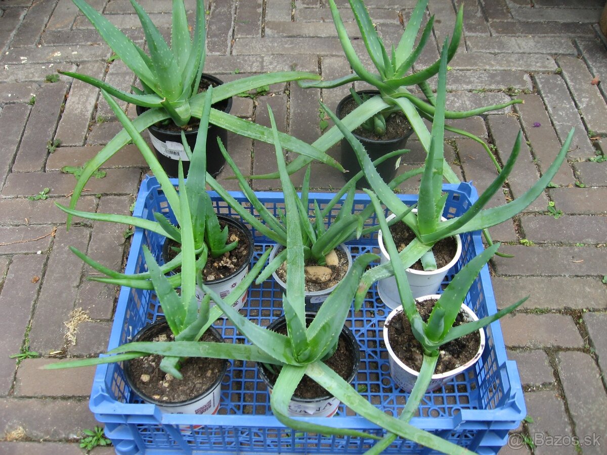 Aloa pravá - Aloe vera