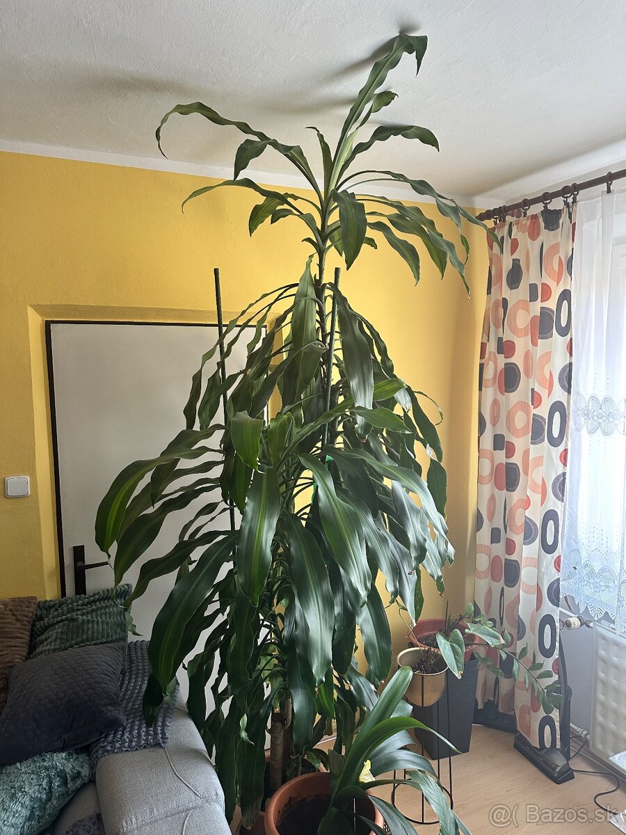 Dracena 2.5m