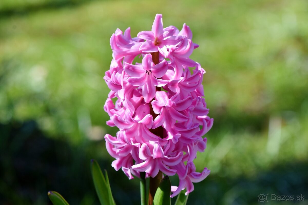 Hyacinty, biela liečivá ľalia a narcisy - cibuľky