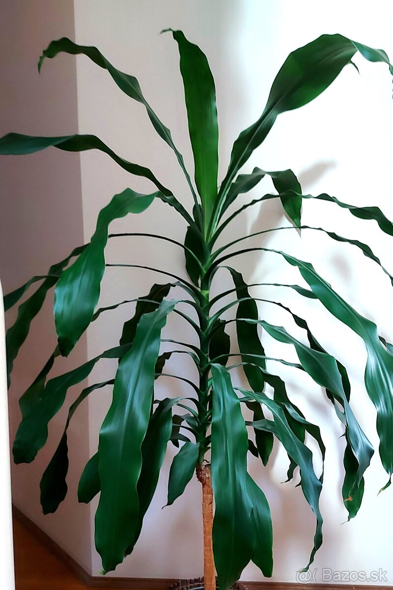 DRACENA