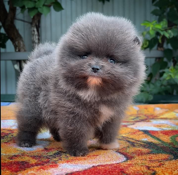 Pomeranian black