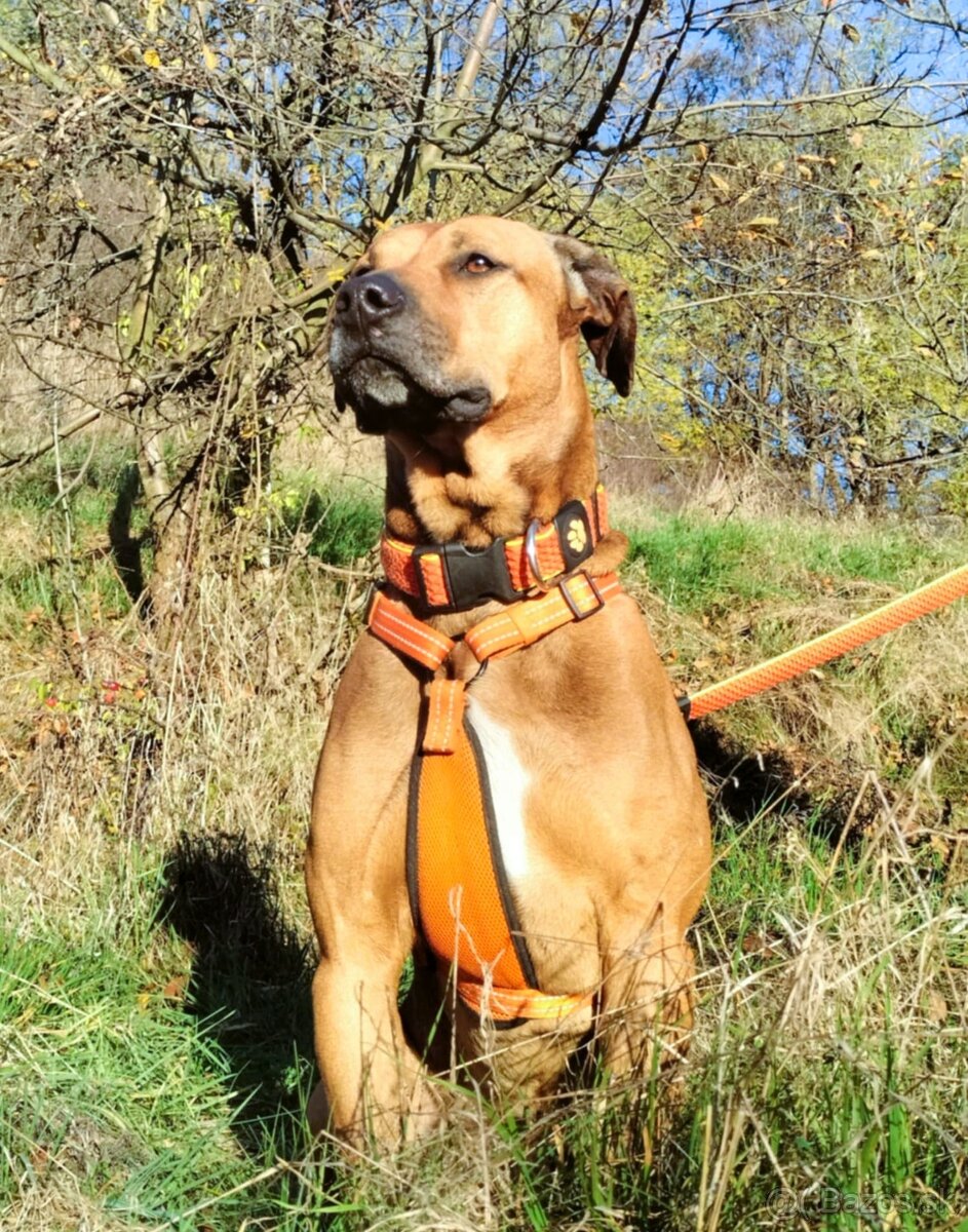 Darujem krásneho psa Bena - mix ridgeback