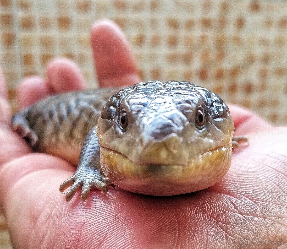 Tiliqua scincoides chimaera