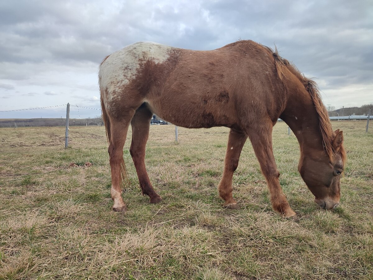 Appaloosa kobyla 12 rokov