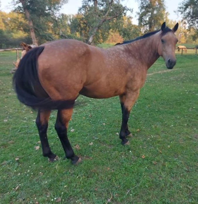 AQHA kobyla 7let