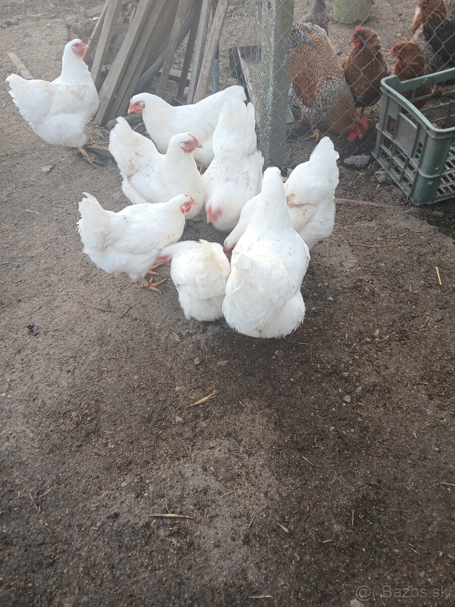 Predám nasadené vajcia Oravka biela