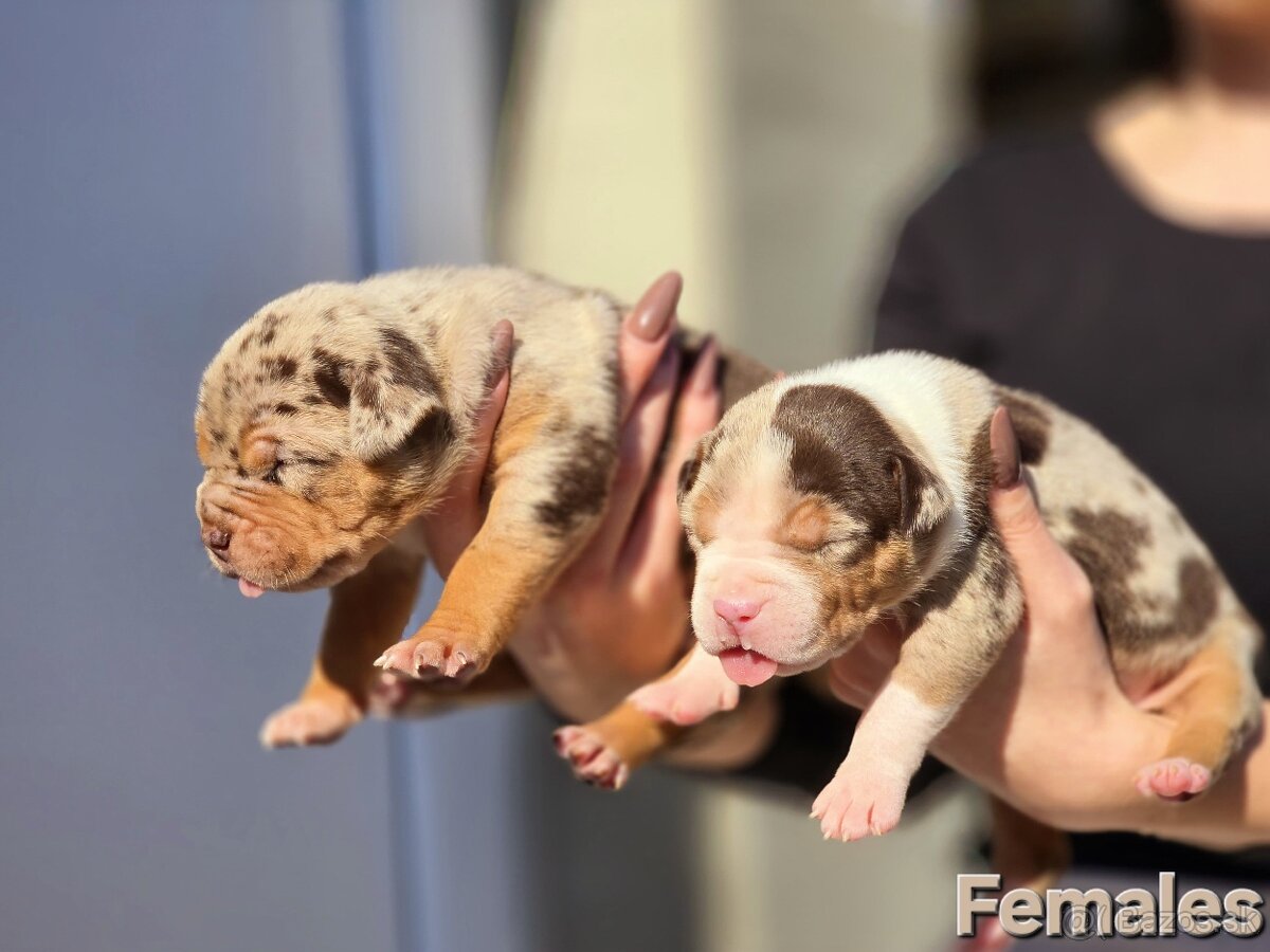 American bully xl, pitbull xxl merle tricolor