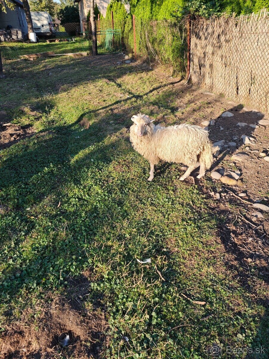 Predám ovce a barany