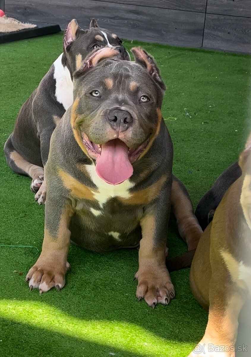 American Bully pocket