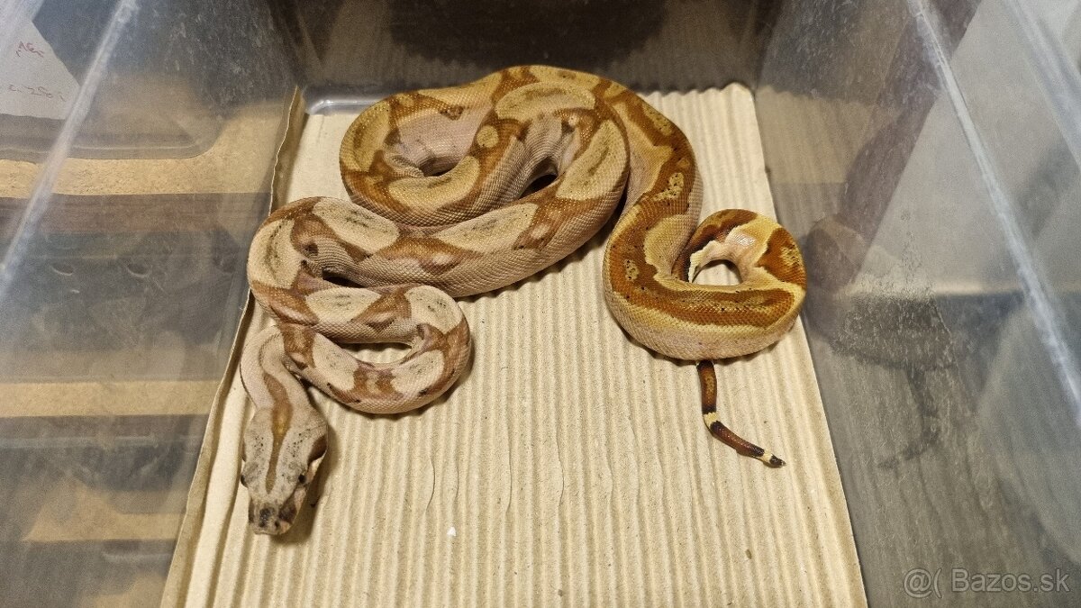 Boa Constrictor Imperator - Velhad Kràlovský