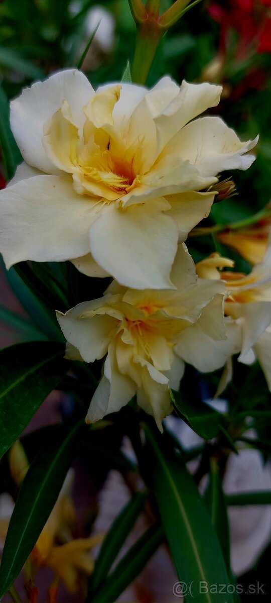 Oleander