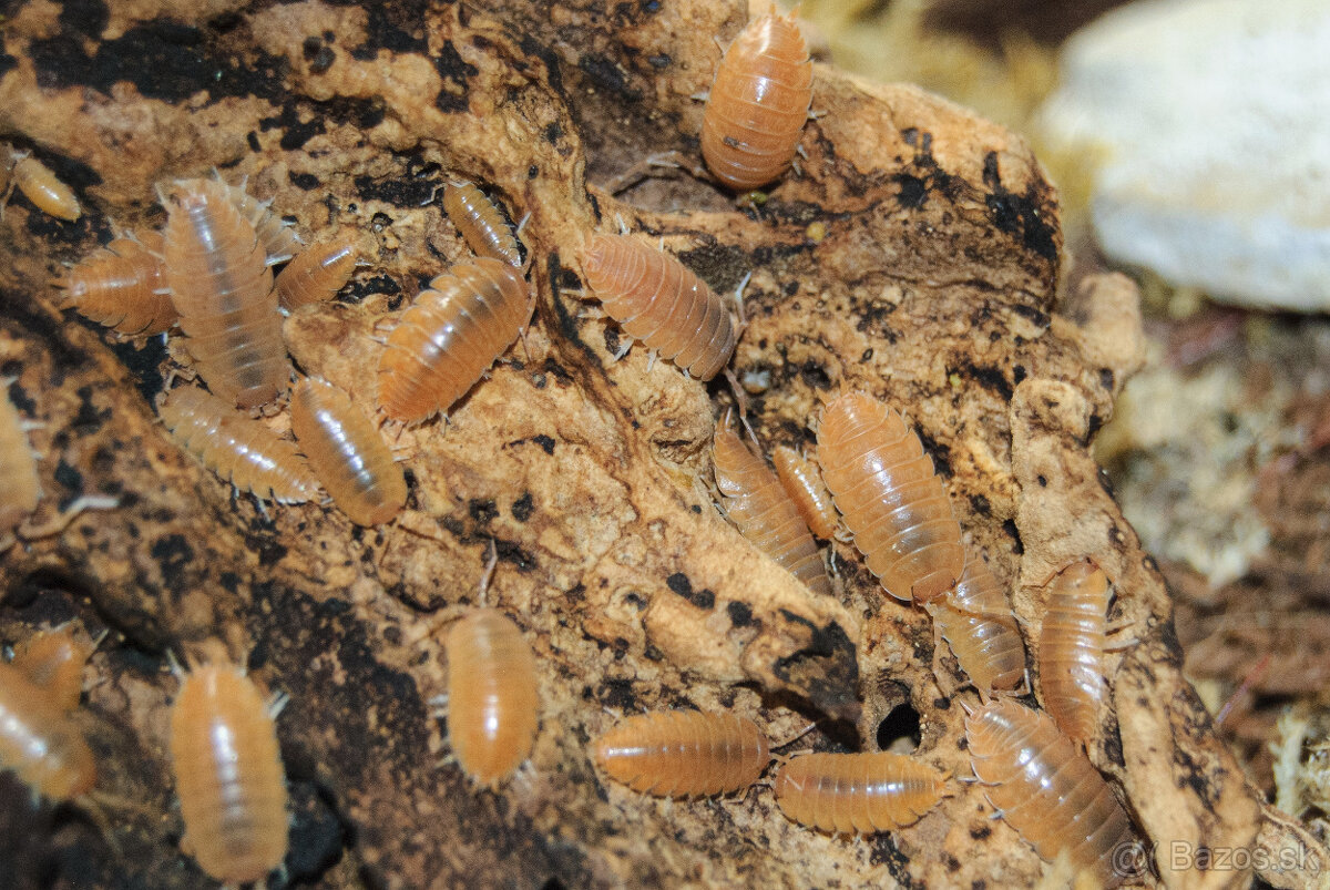 isopody - Porcellio laevis “Orange”