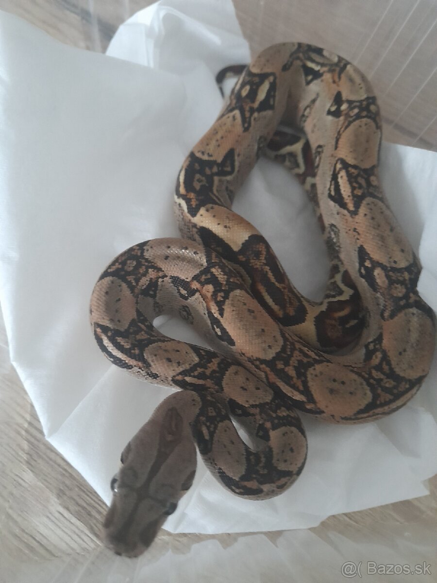 Boa constrictor,velhad kralovsky