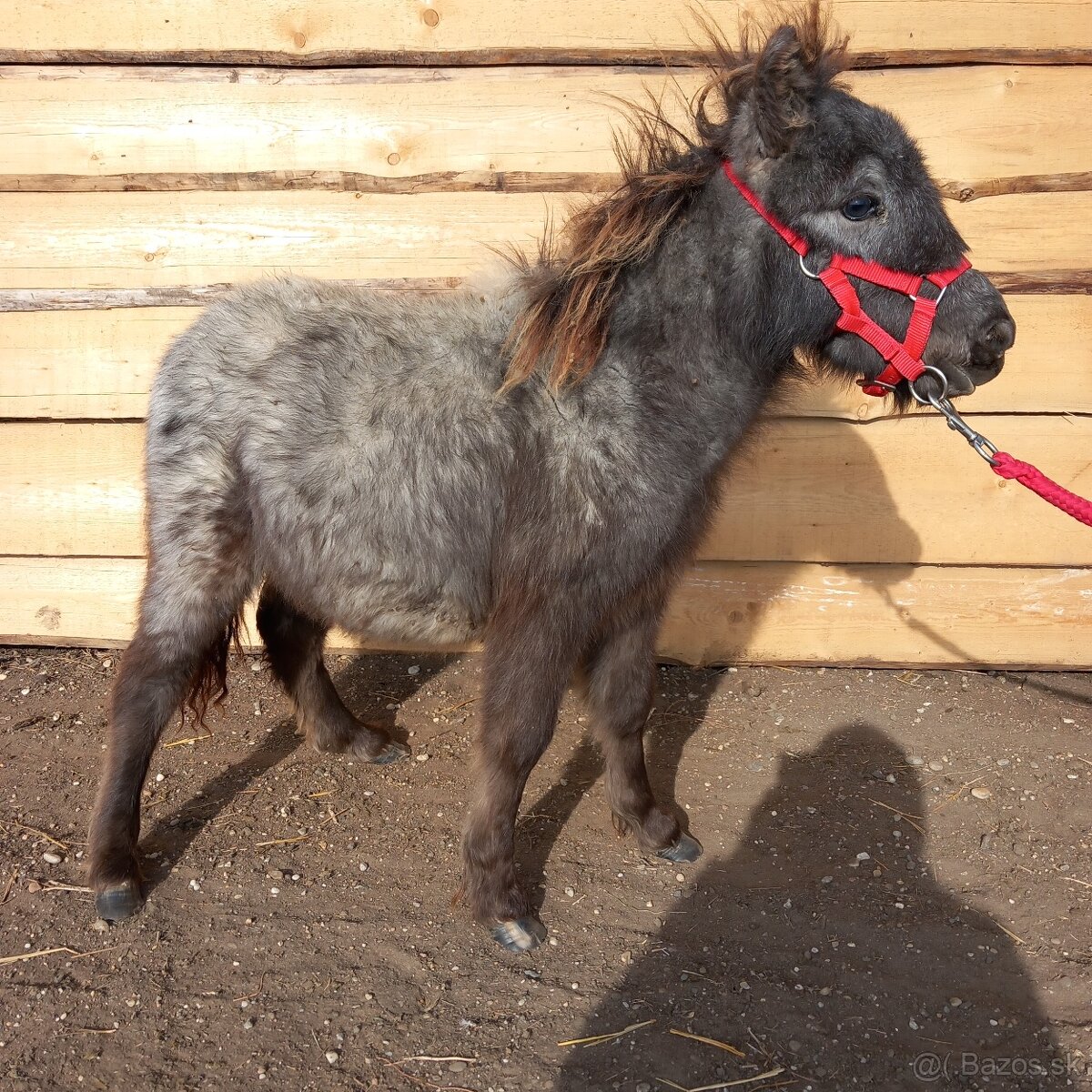 Žrebec mini shetland pony "CARLOS"