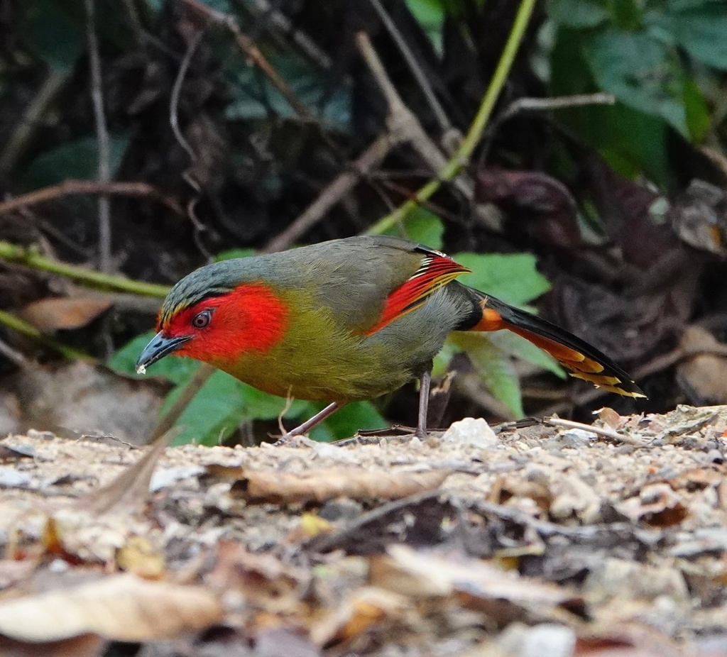 Timália ohnivolíca - Liocichla ripponi