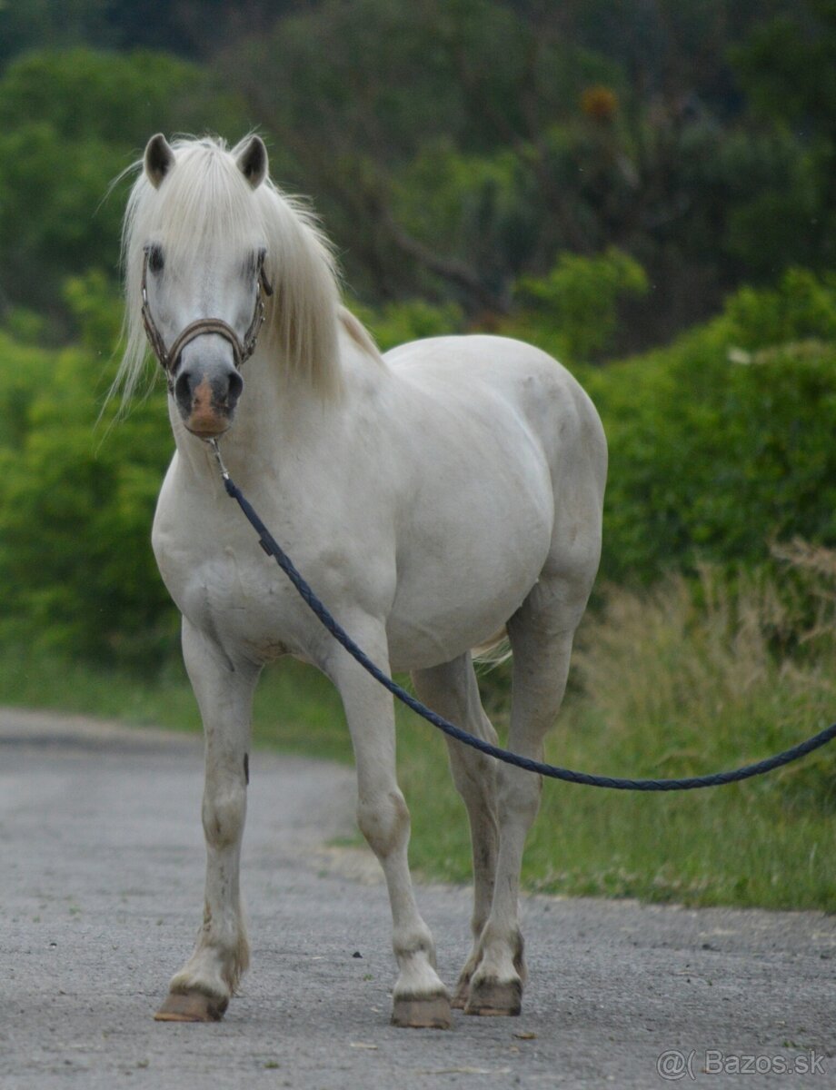 Zrebcek welsh mountain pony- pripustanie 2025