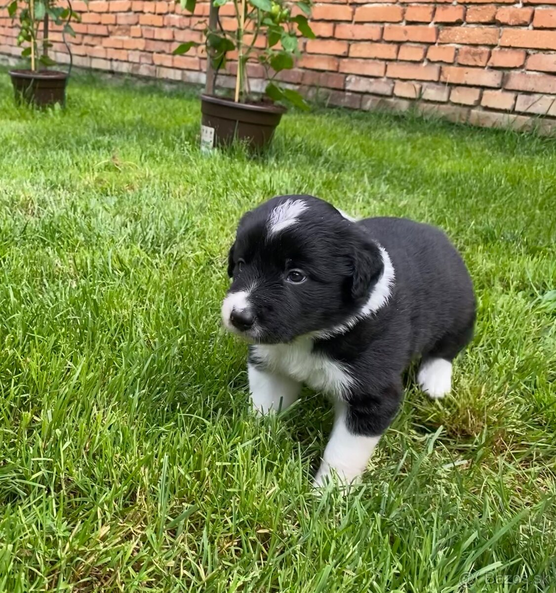 Border collie s PP