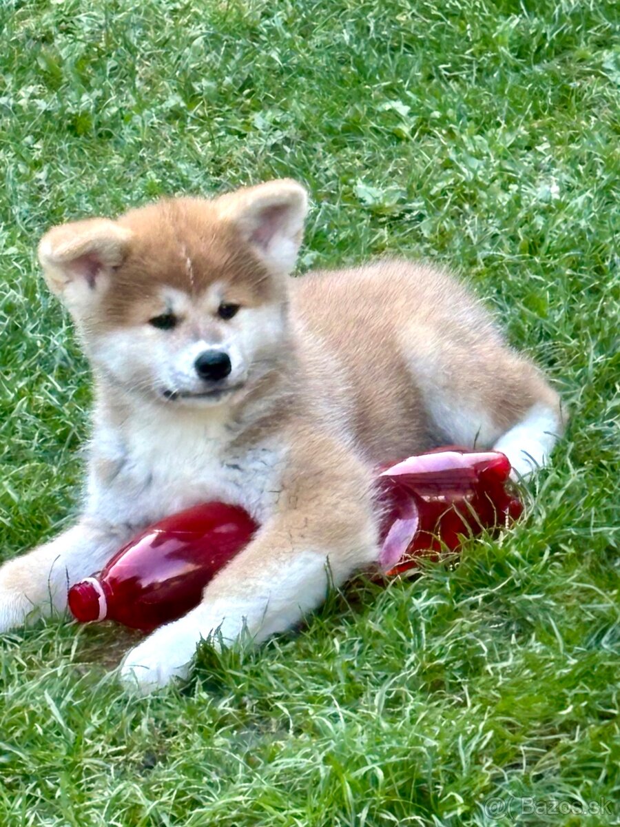 Akita inu s PP - IHNED K ODBĚRU