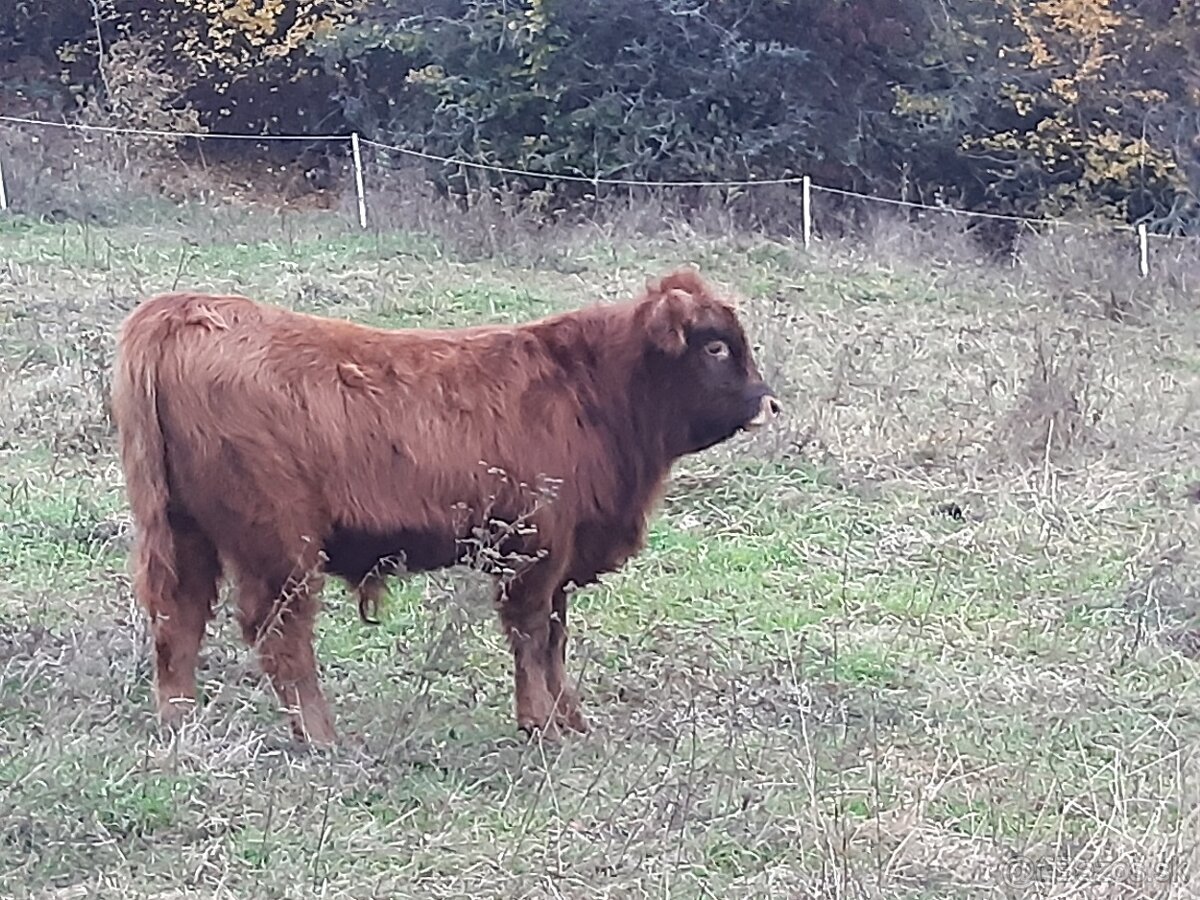 Aberdeen Angus