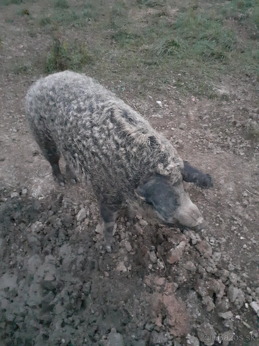 MANGALICA