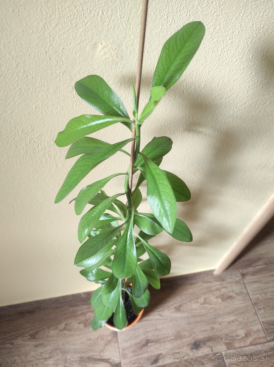 Euphorbia umbellata