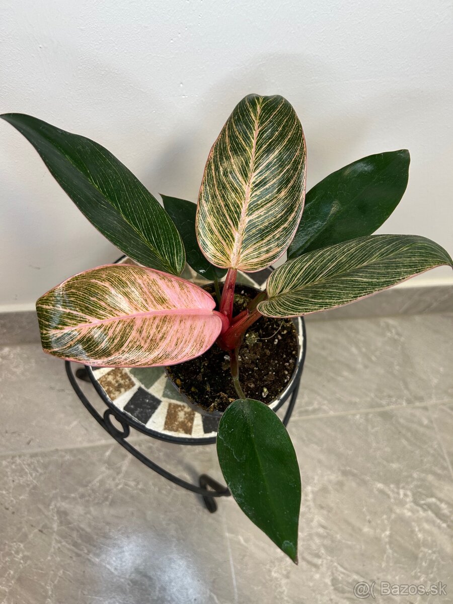 Philodendron Birkin pink