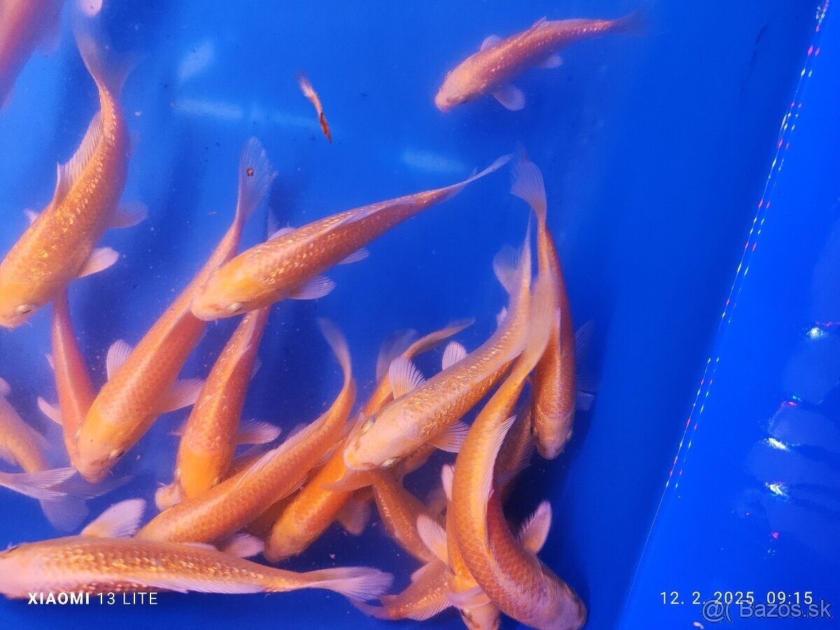 koi Ginrin Yamabuki ogon 12-15cm