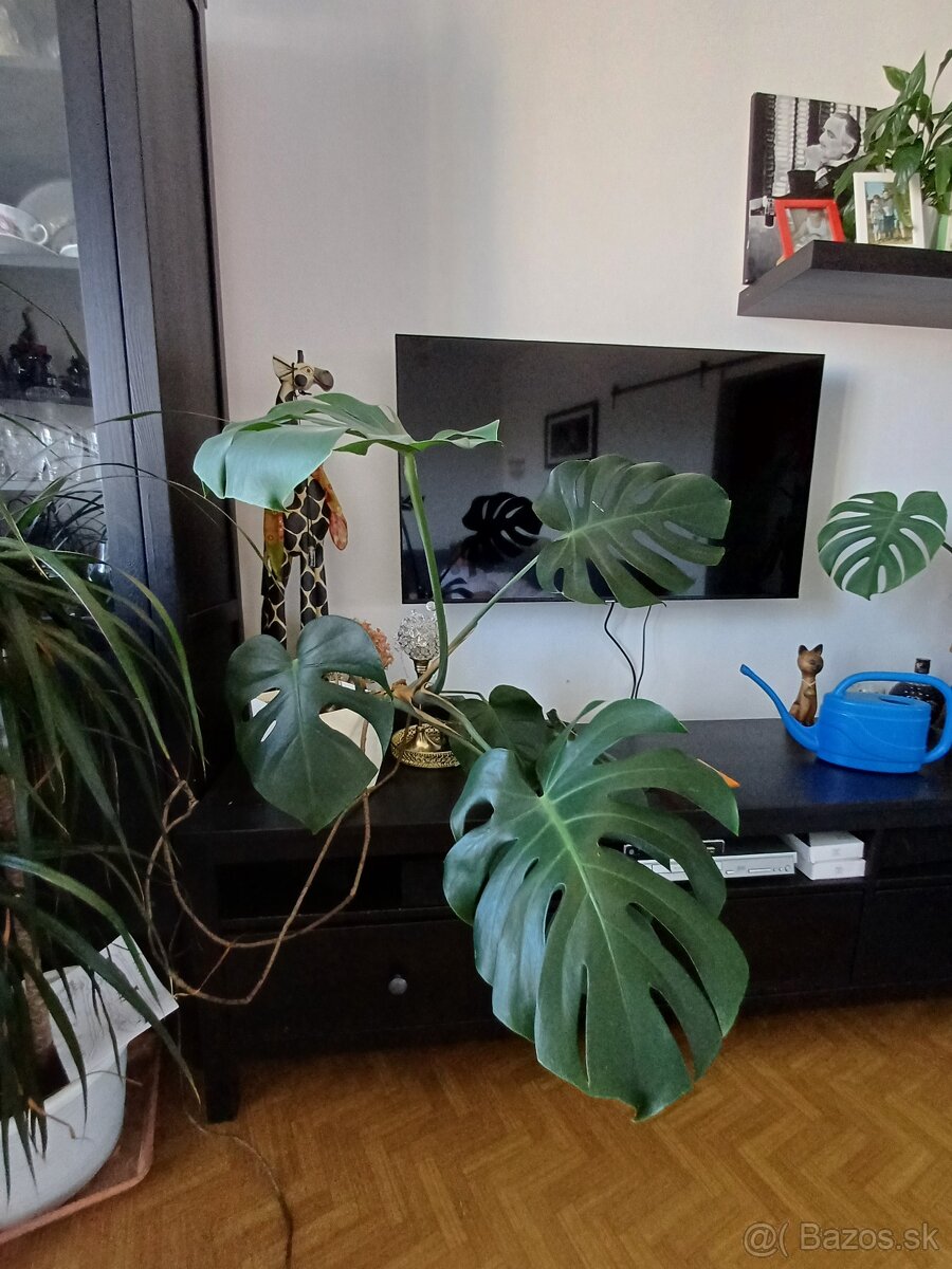 Monstera