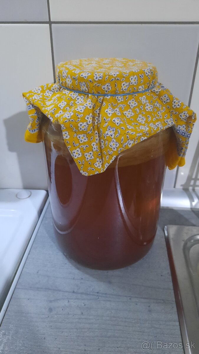 Kombucha - SCOBY