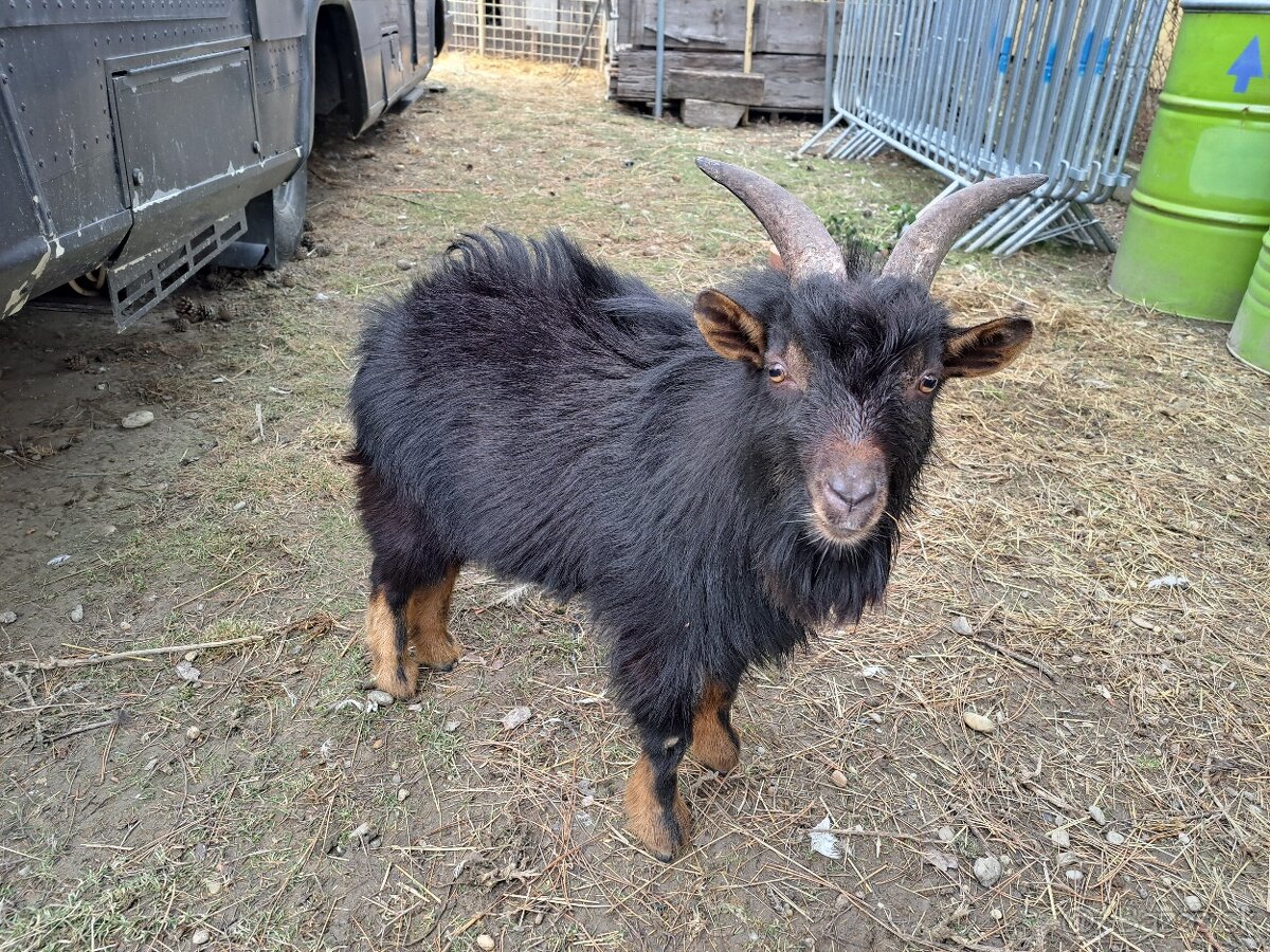 Predám CAPA , holandské minikozy