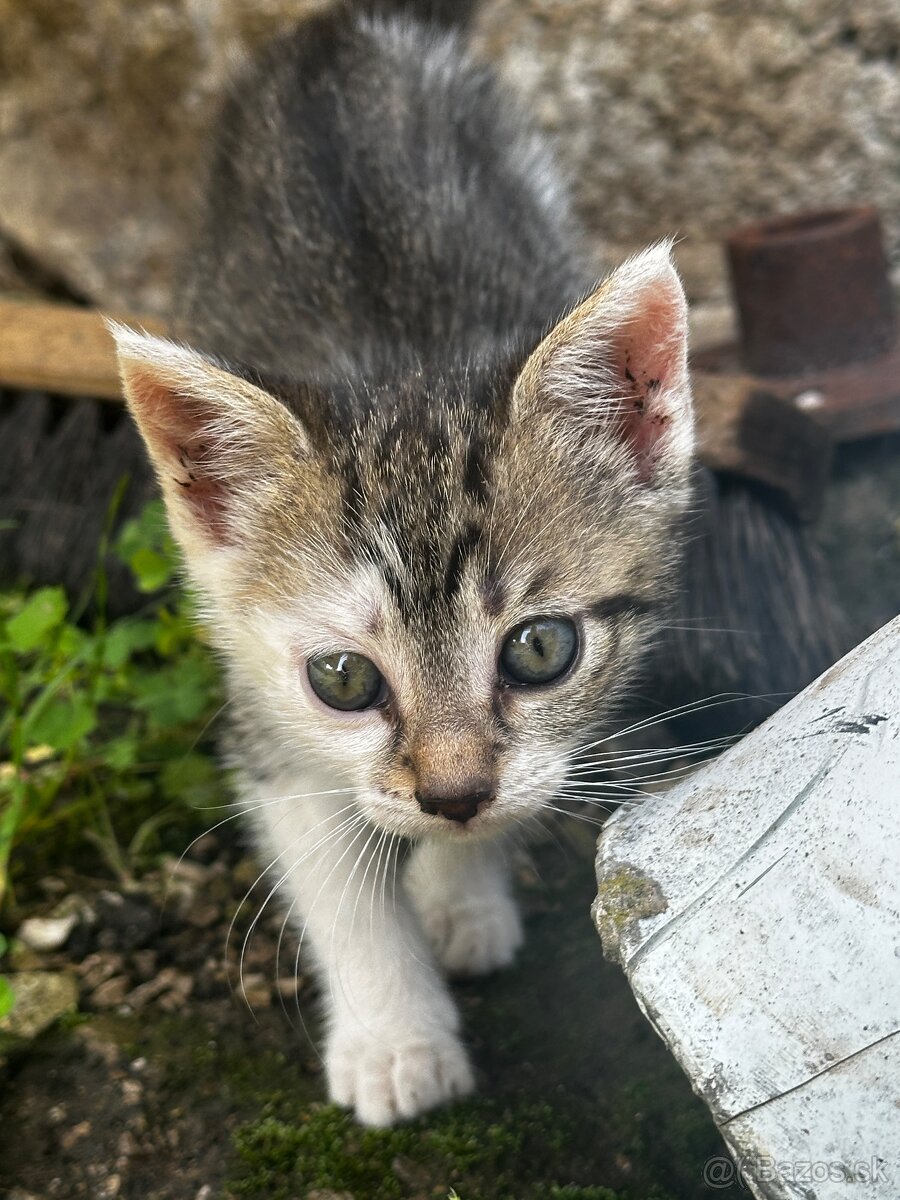 Darujeme mačiatka