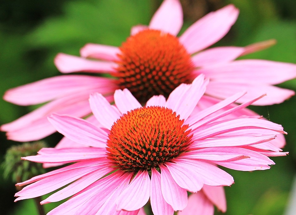 Echinacea hybridná