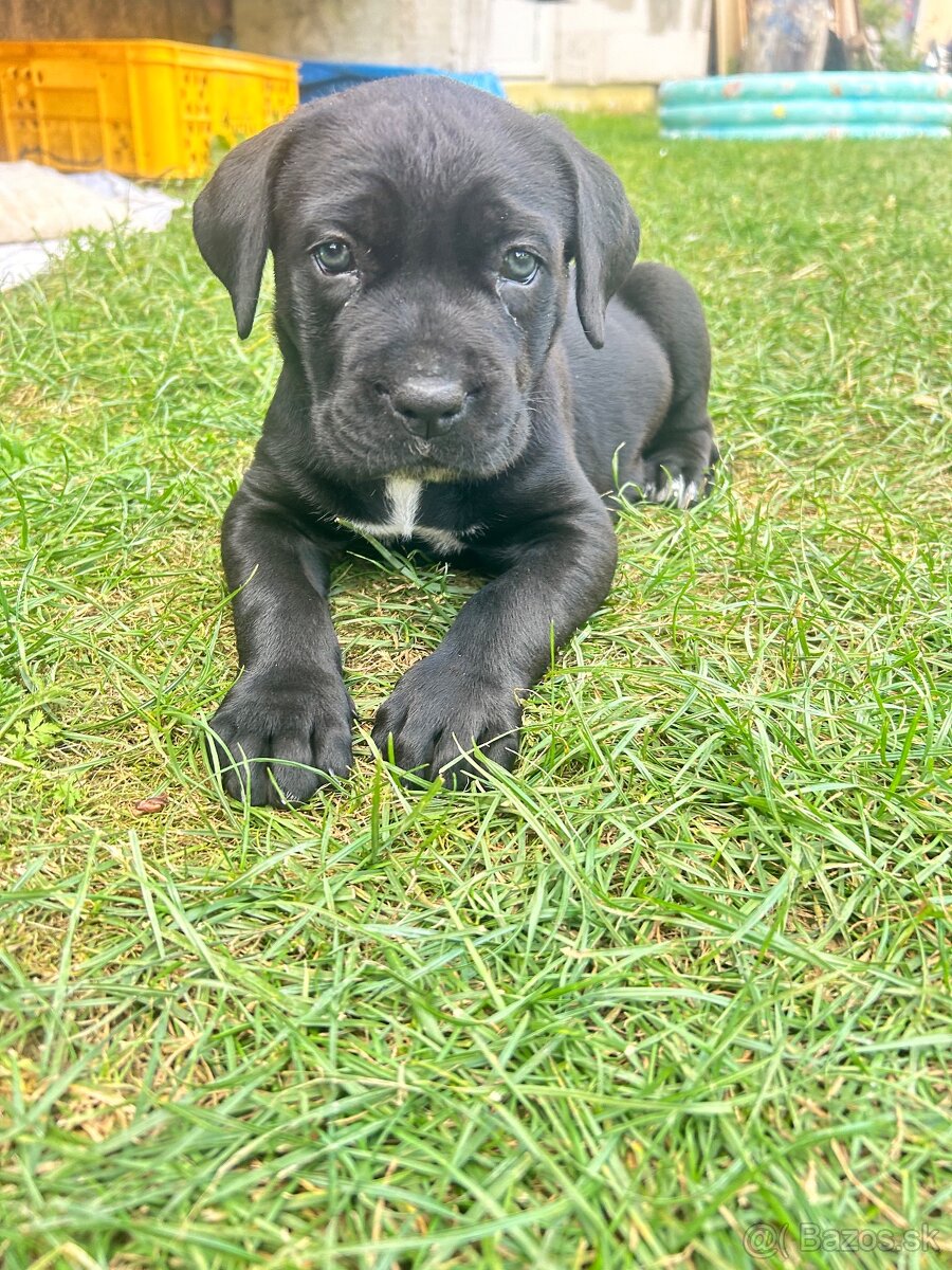 Cane corso