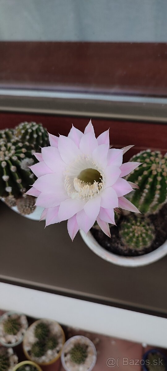 Kaktusy Echinopsis tubiflora