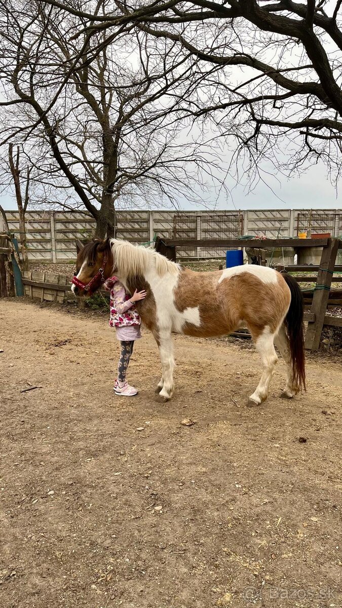 Predáme pony kobylu