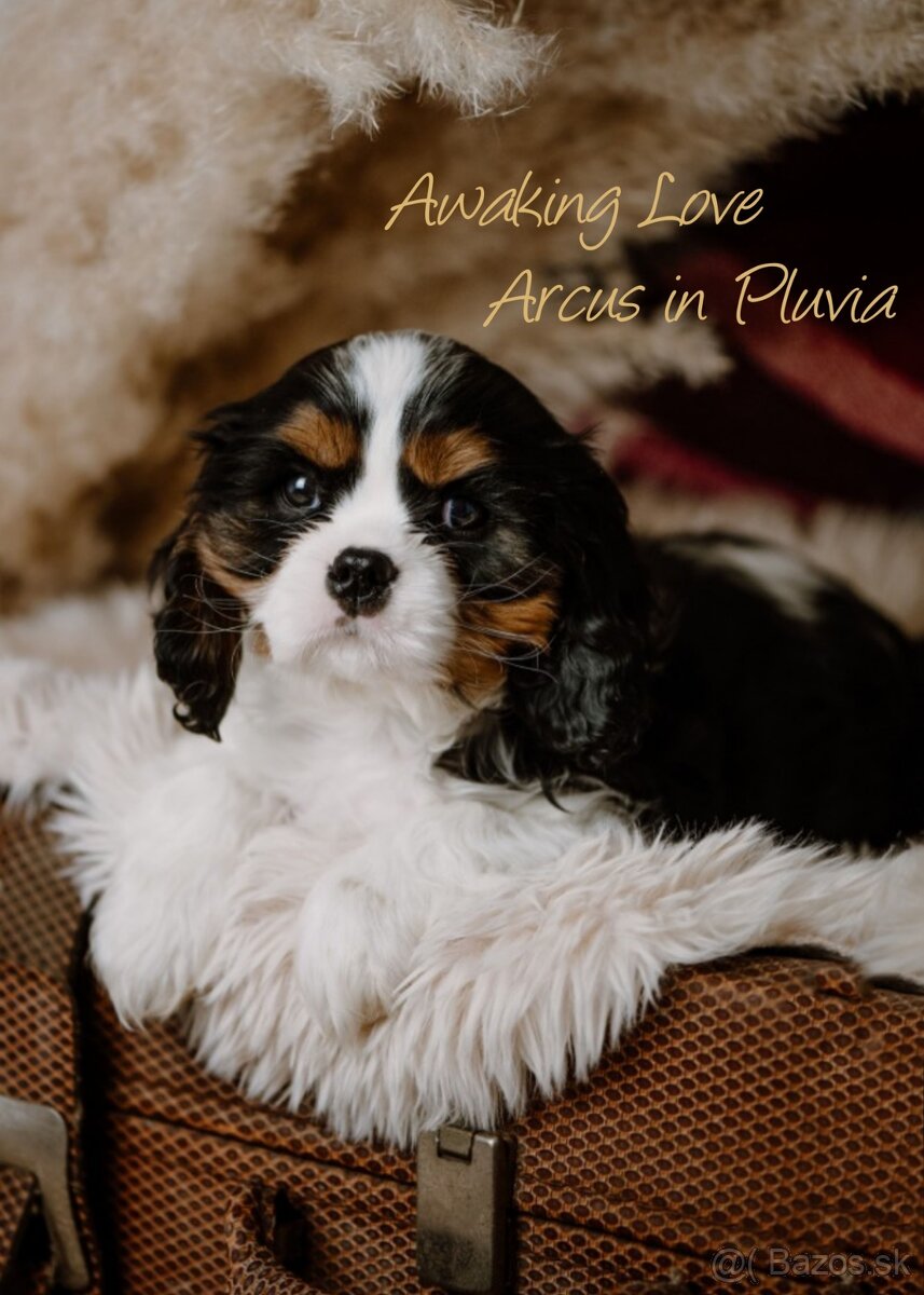 Cavalier King Charles Spaniel s PP