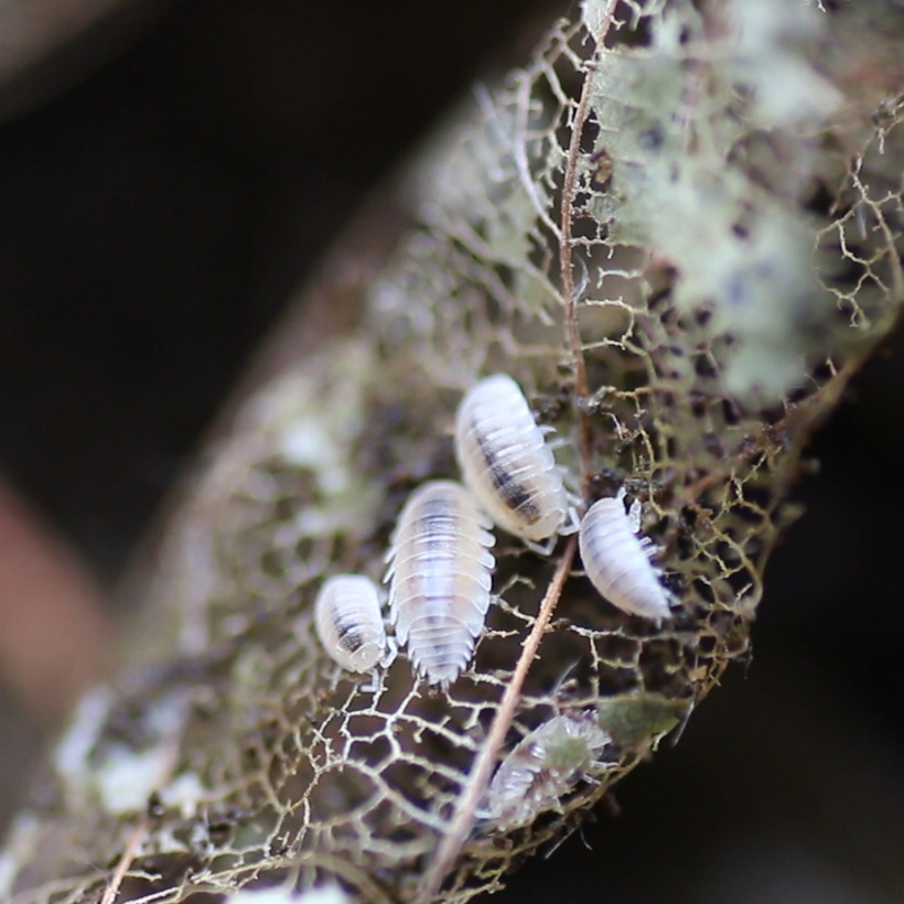 Isopody Trichorhina tomentosa + chvostoskoky