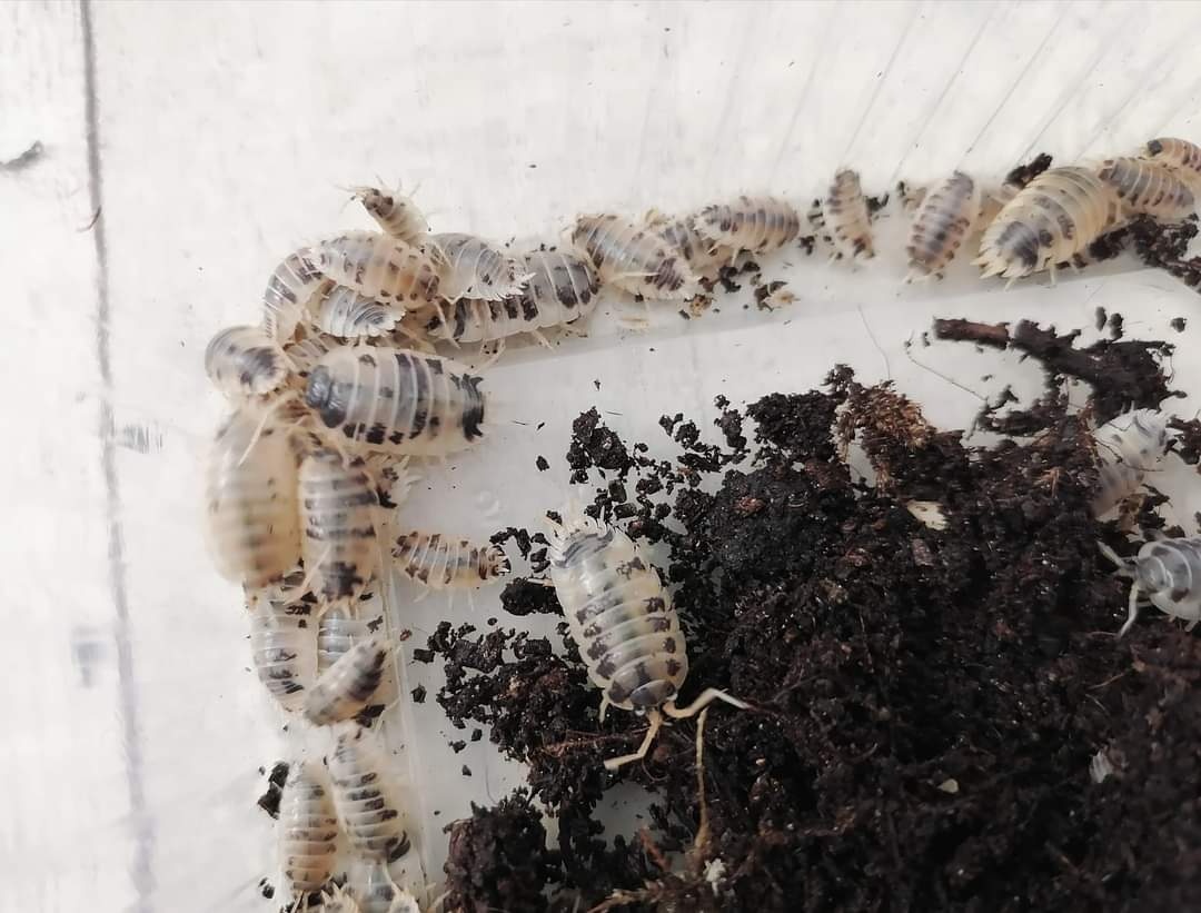 Porcellio laevis...