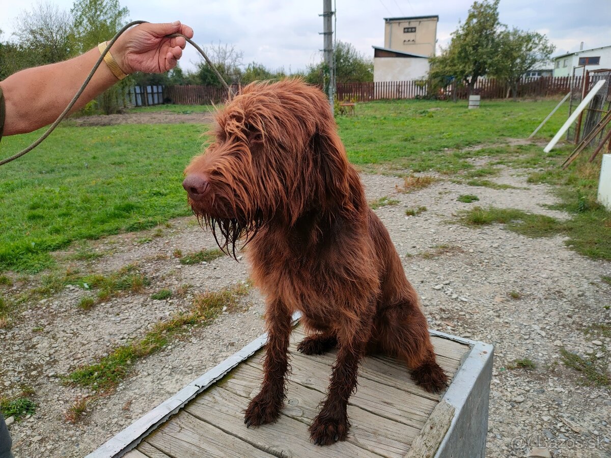 Pudelpointer