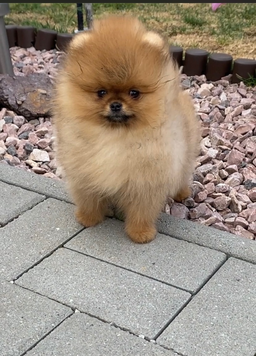 Pomeranian