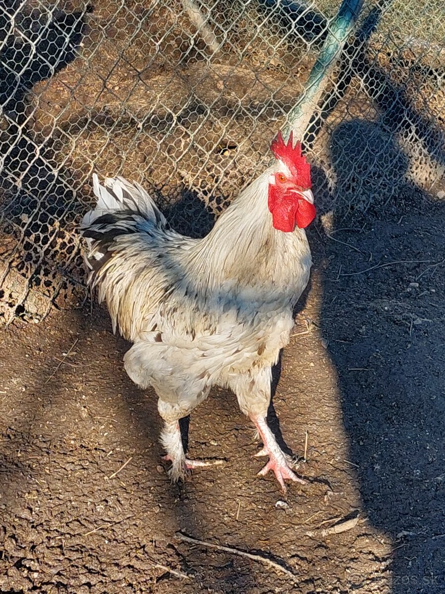 Marans modrá striebornokrká kohút