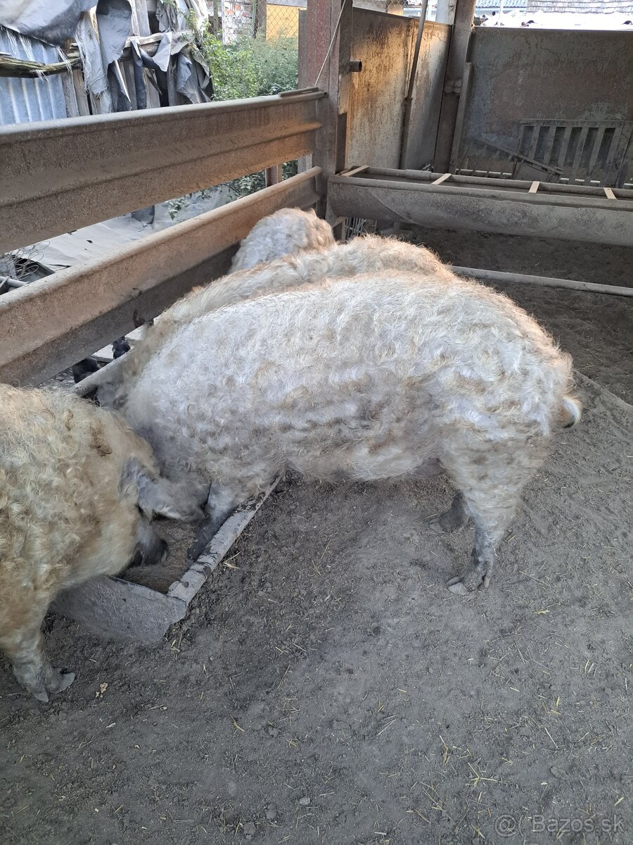 Mangalica